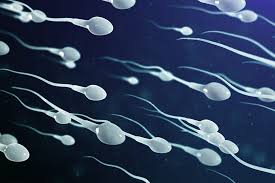 HPV Sperm Sağlığını Etkiler mi?
